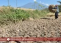 Musim Kemarau Tersebar di 98 Persen Wilayah NTT, Ini Kata BMKG