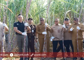 Agus Harimurti Yudhoyono Panen Tebu dan Tinjau Pabrik Gula PT Muria Sumba Manis