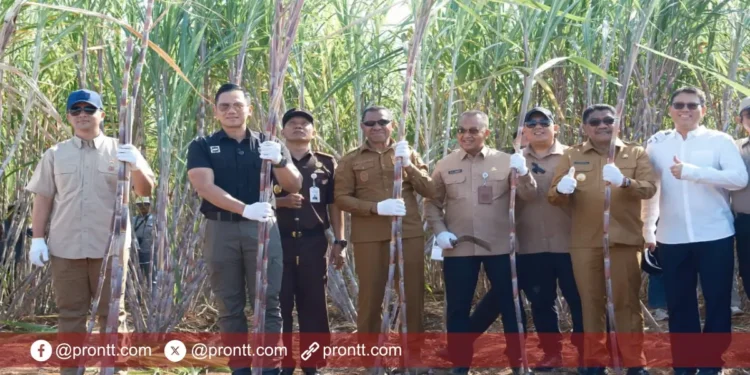 Agus Harimurti Yudhoyono Panen Tebu dan Tinjau Pabrik Gula PT Muria Sumba Manis