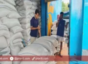 BULOG Rote Ndao perluasan kemitraan dengan kelompok tani di Kecamatan Landu Leko