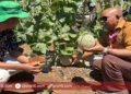 Bupati Lembata Kanisius Tuaq panen perdana melon premium di Hadakewa