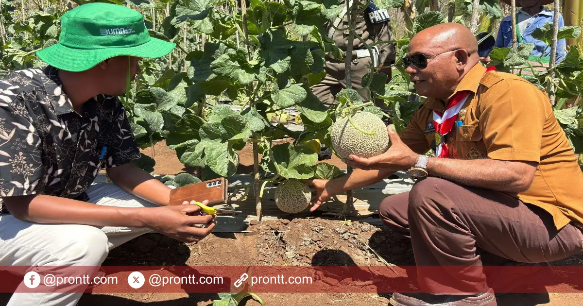 Bupati Lembata Kanisius Tuaq panen perdana melon premium di Hadakewa