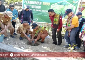 Desa Tubu dan Desa Nilulat Jadi Lokasi Penanaman Anakan Durian Musang King dari BP DAS Benain Noelmina NTT
