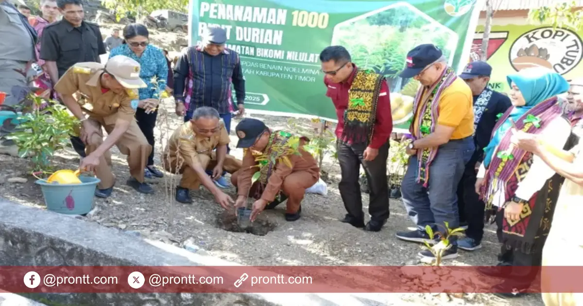 Desa Tubu dan Desa Nilulat Jadi Lokasi Penanaman Anakan Durian Musang King dari BP DAS Benain Noelmina NTT Desa Tubu dan Desa Nilulat Jadi Lokasi Penanaman Anakan Durian Musang King dari BP DAS Benain Noelmina NTT