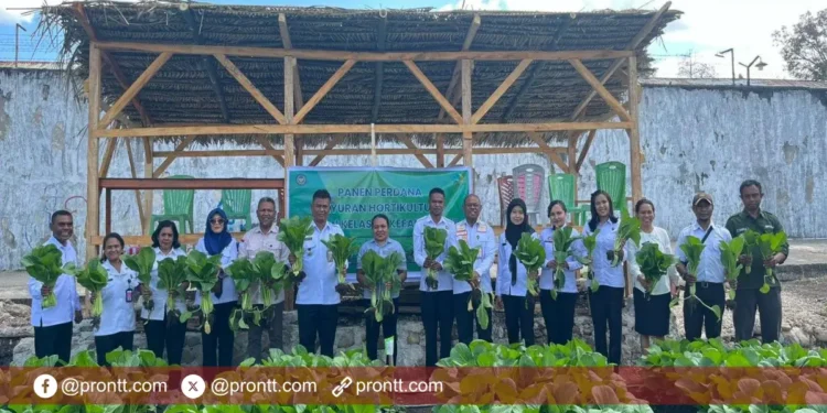 Rutan Kefamenanu suskes Panen Perdana Sayuran Holtikultura