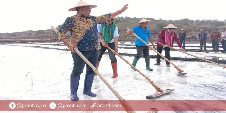 Bupati TTU Panen Perdana Garam Desa Oepuah, Target Produksi Satu Juta Ton Garam per Tahun