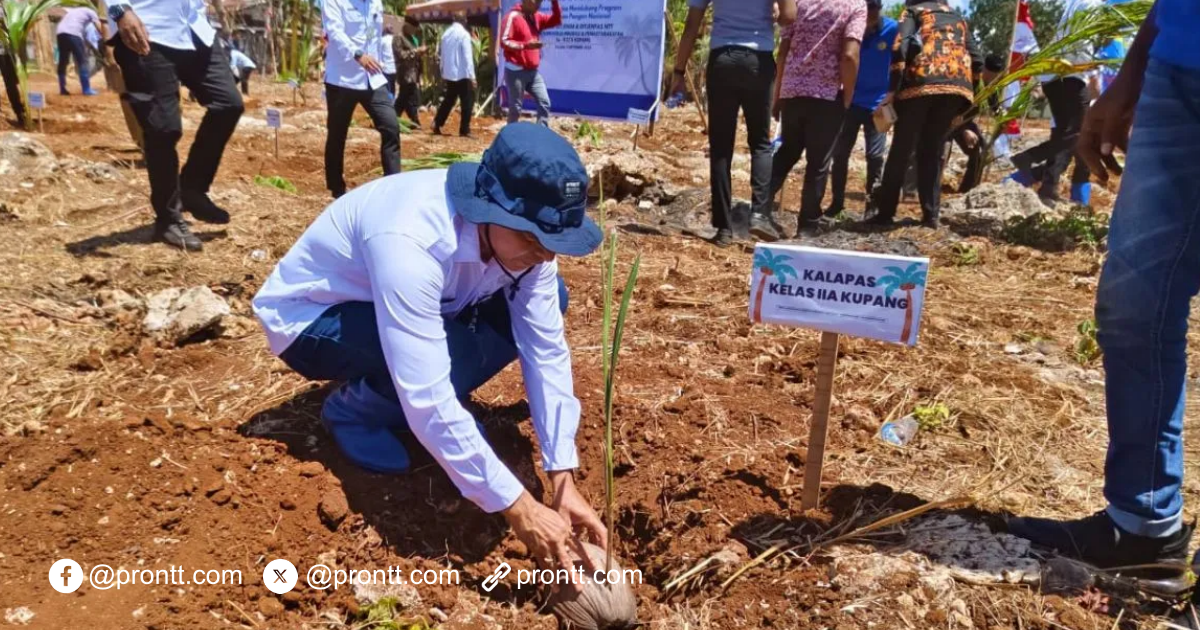 Wujudkan Swasembada Pangan, Kemen Imipas NTT Tanam 5.000 Bibit Kelapa